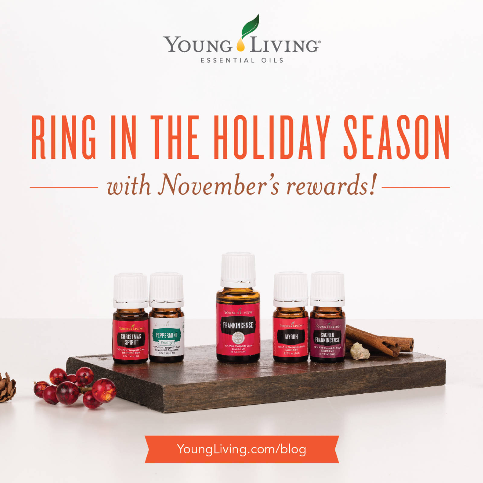 November Promotions and More