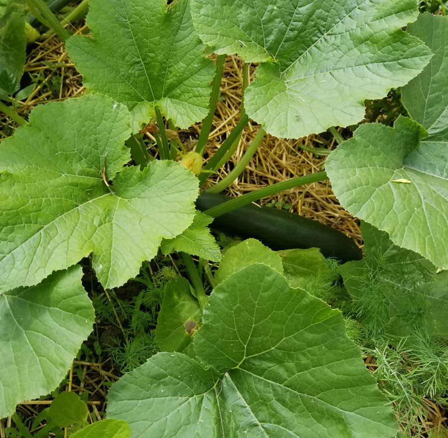 Another Garden veggie favorite…. Zucchini