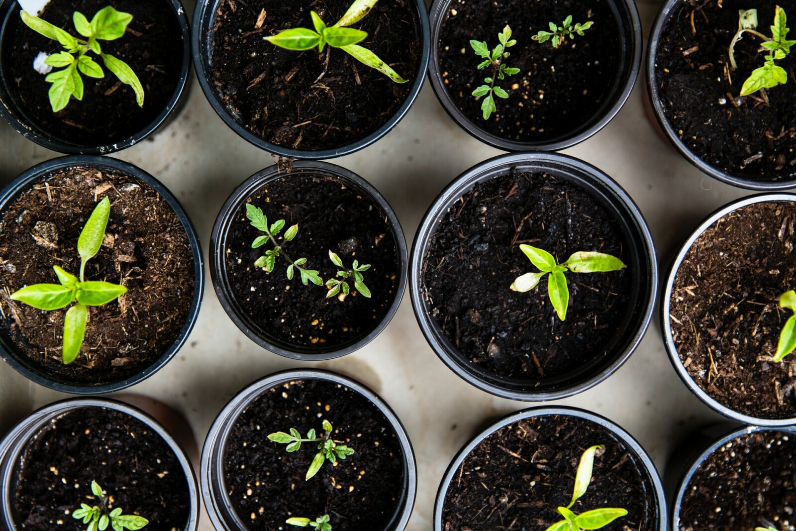 When to start seeds for the garden