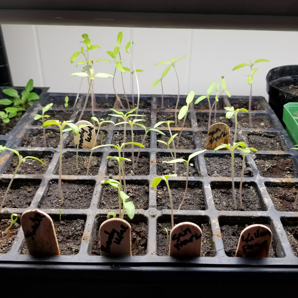 Seedlings to transplanting: How to transition plants
