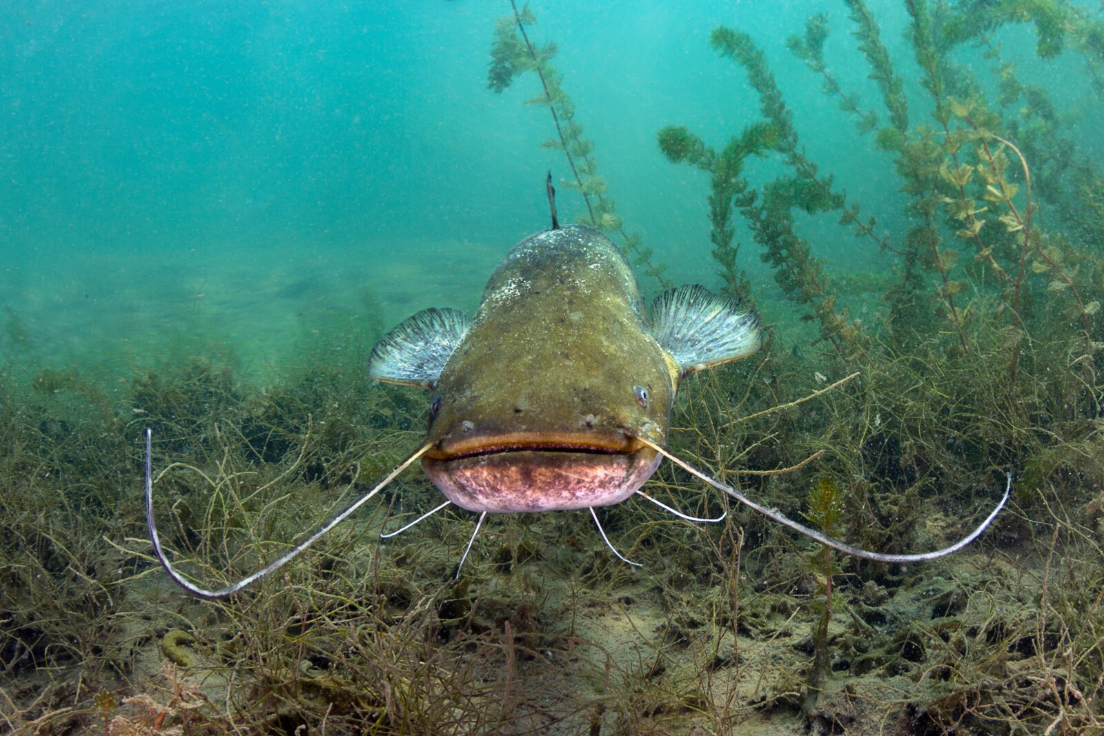 Catfish Blessings