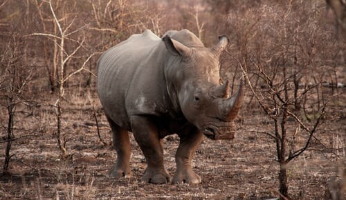 New House vs. Rhino Butt