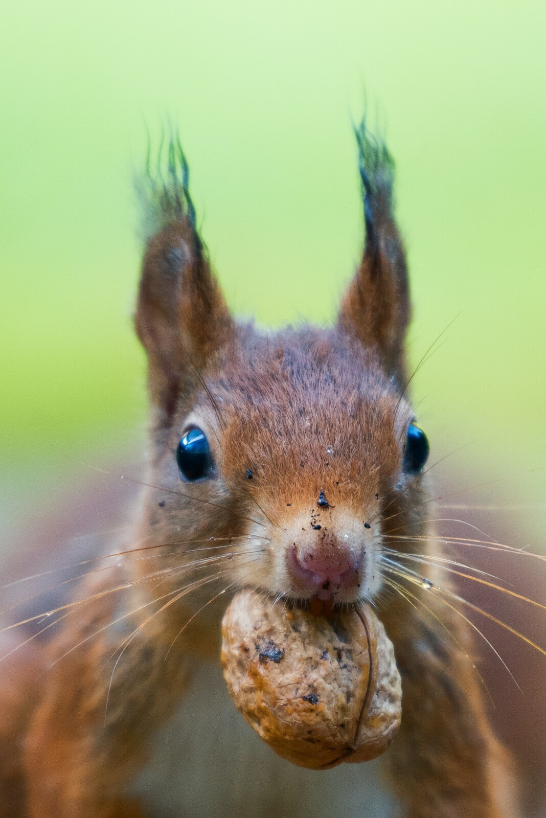 Navigating the Nuts