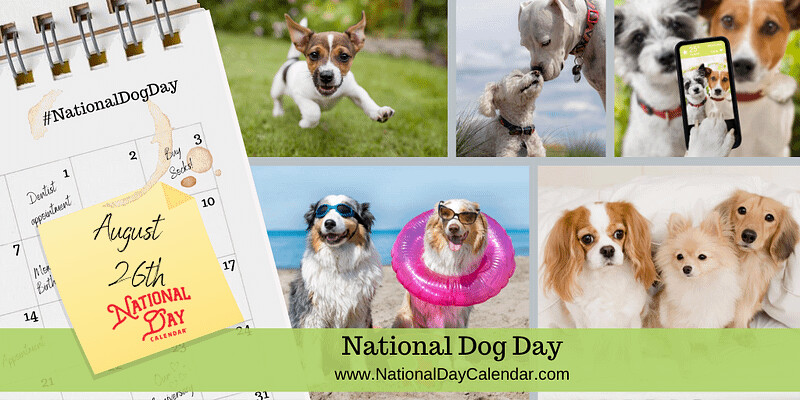 The Perfect "Spaw Day" for your furry friends on National Dog Day!