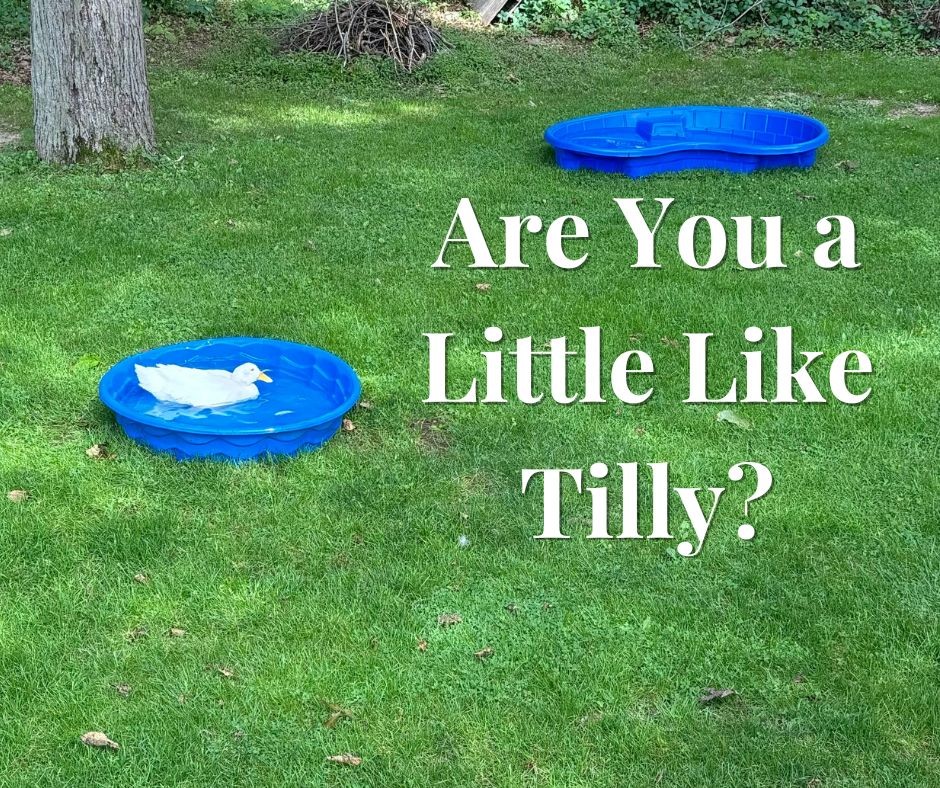 Are You a Little Like Tilly?