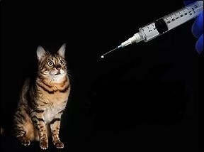 What You Need to Know before You Vaccinate or Titer Test Your Pet
