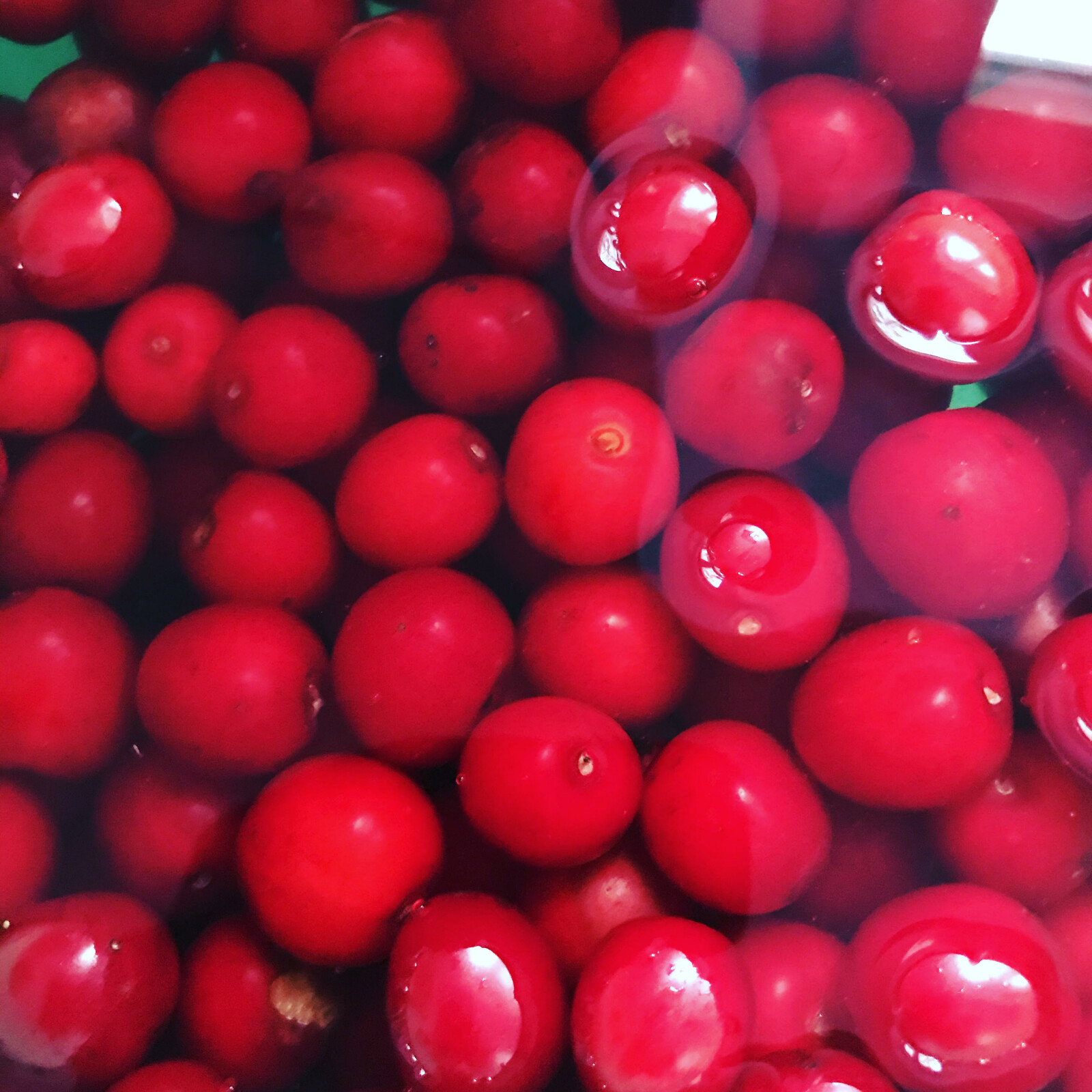 Sour Cherries for Sweet, Summer Days Lisa Fyfe