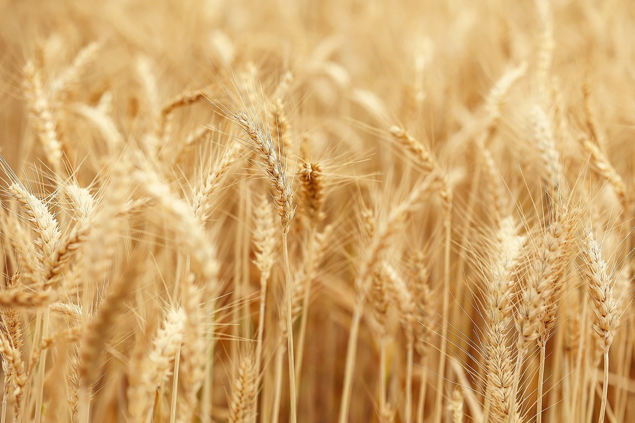 What's the difference between ancient grains and modern wheat?