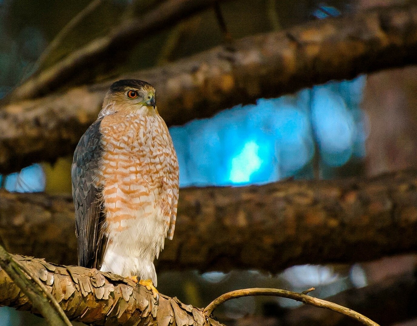 My Great Backyard Bird Count Experience 