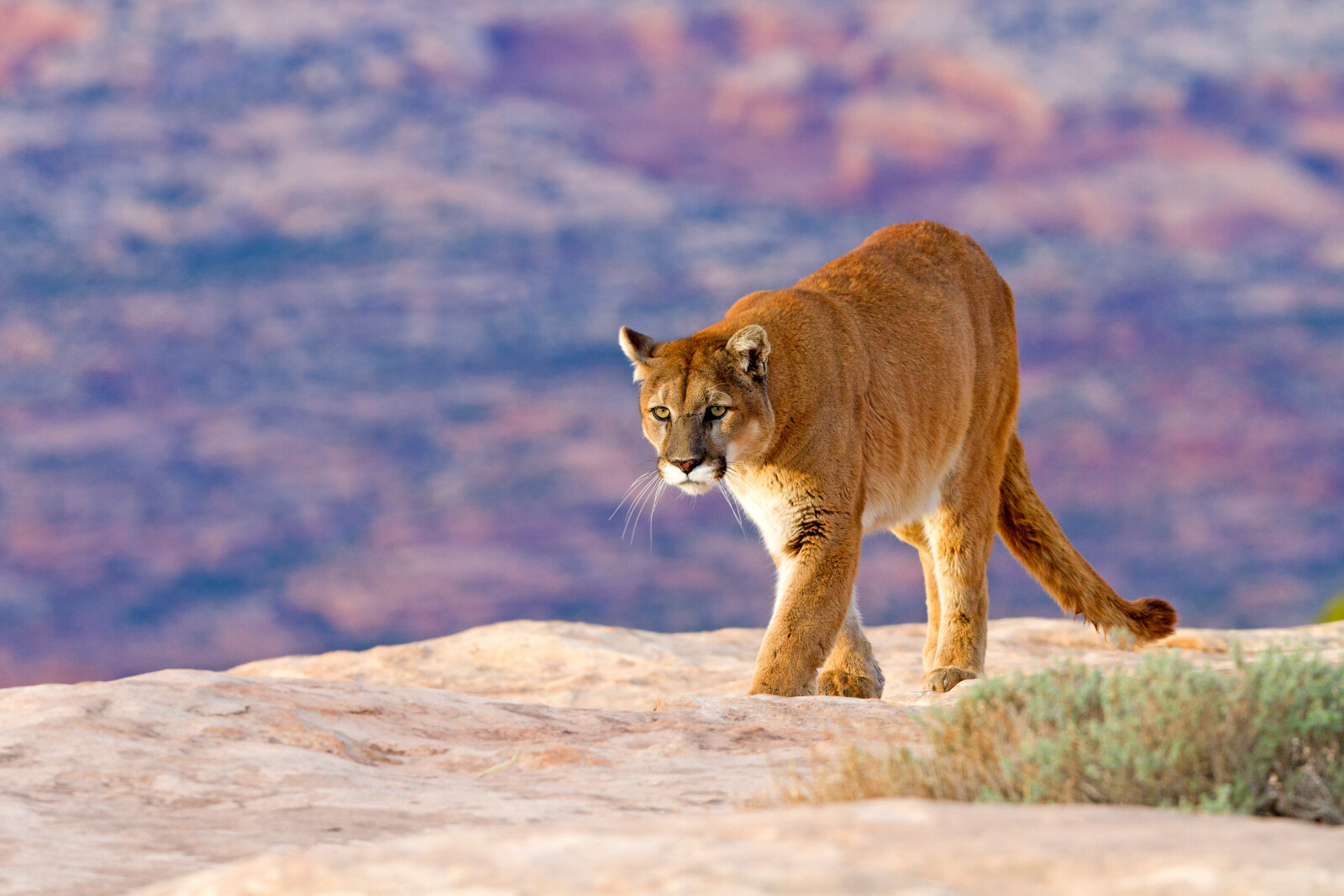 How to be safe in mountain lion country