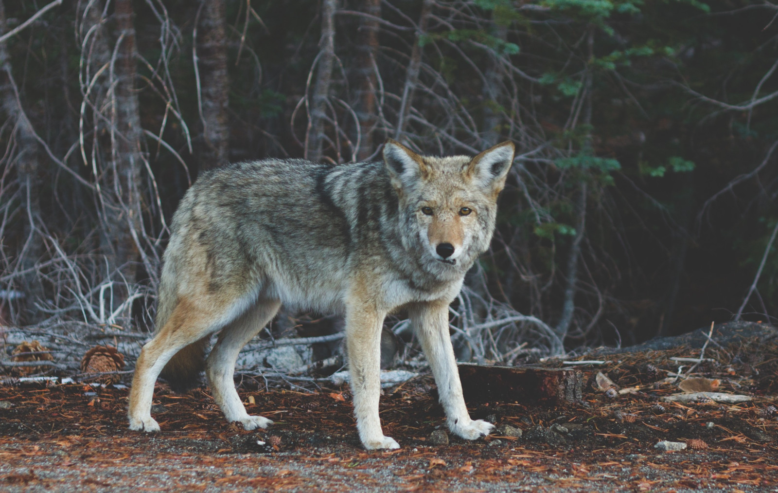Coyotes: Nature's Superheros and How to Keep Our Pets Safe When they are Around