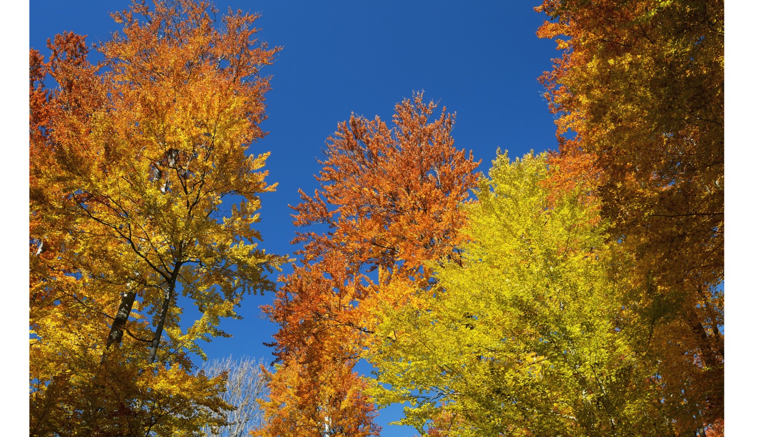 Mindful Mornings: Start Your Day with Intention