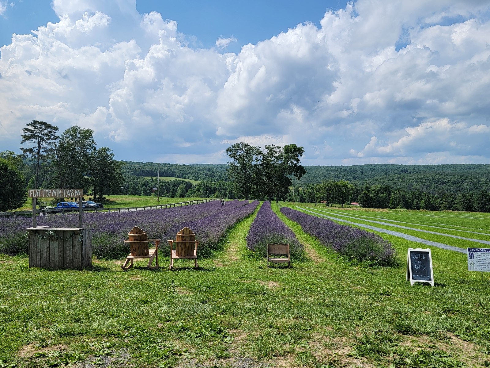 Weekend Bliss at Flat Top Mountain Lavender Farm