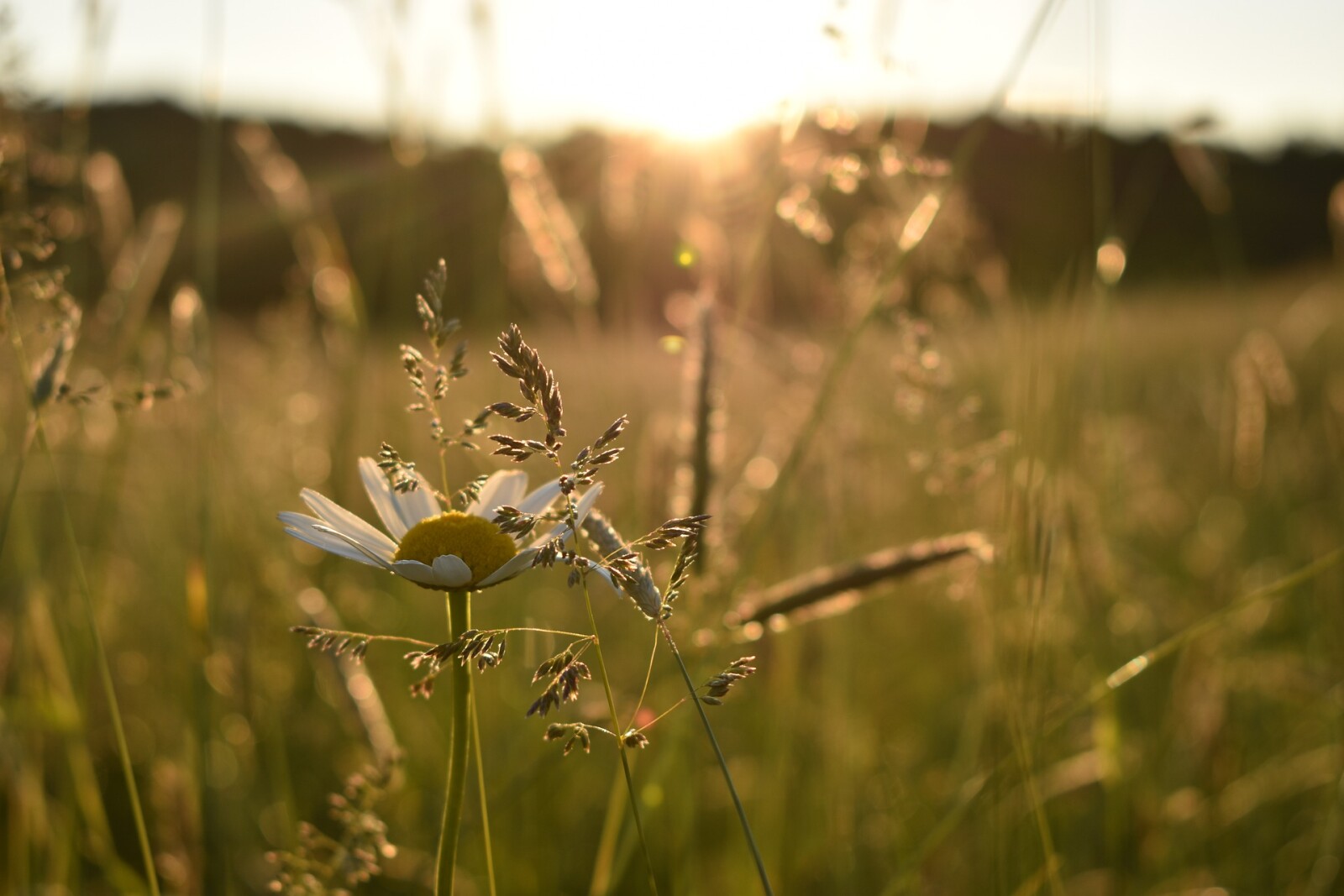 Embracing the Day:  (Re)Building a Morning Practice