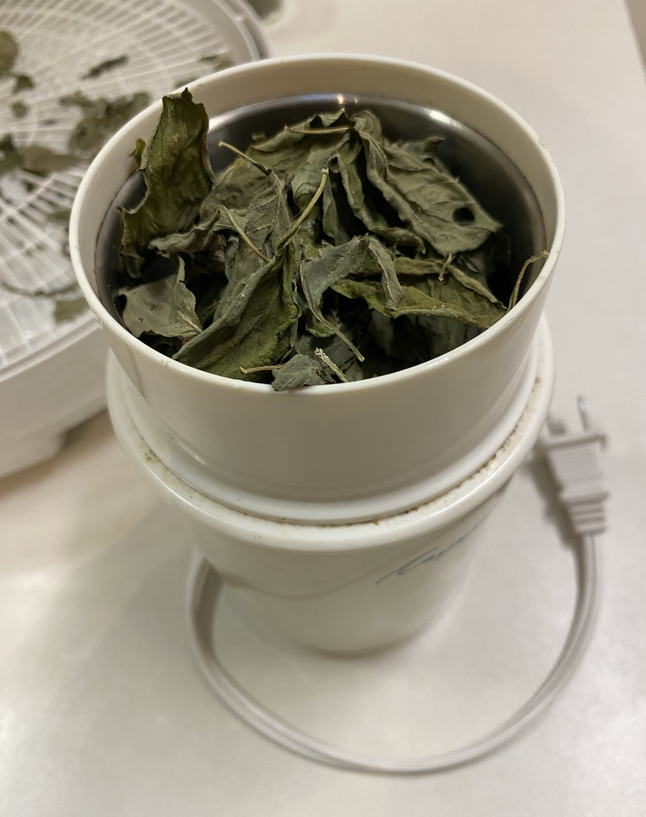 Drying Herbs - Basil