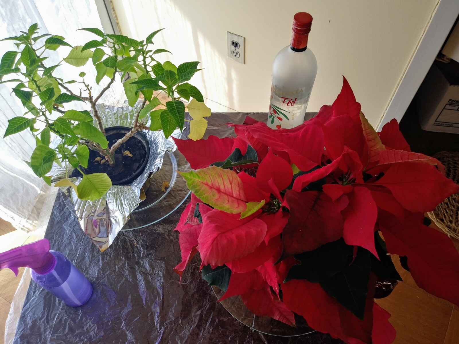 My 2019 and 2020 Christmas Poinsettias are telling a story #WellnessWednesday