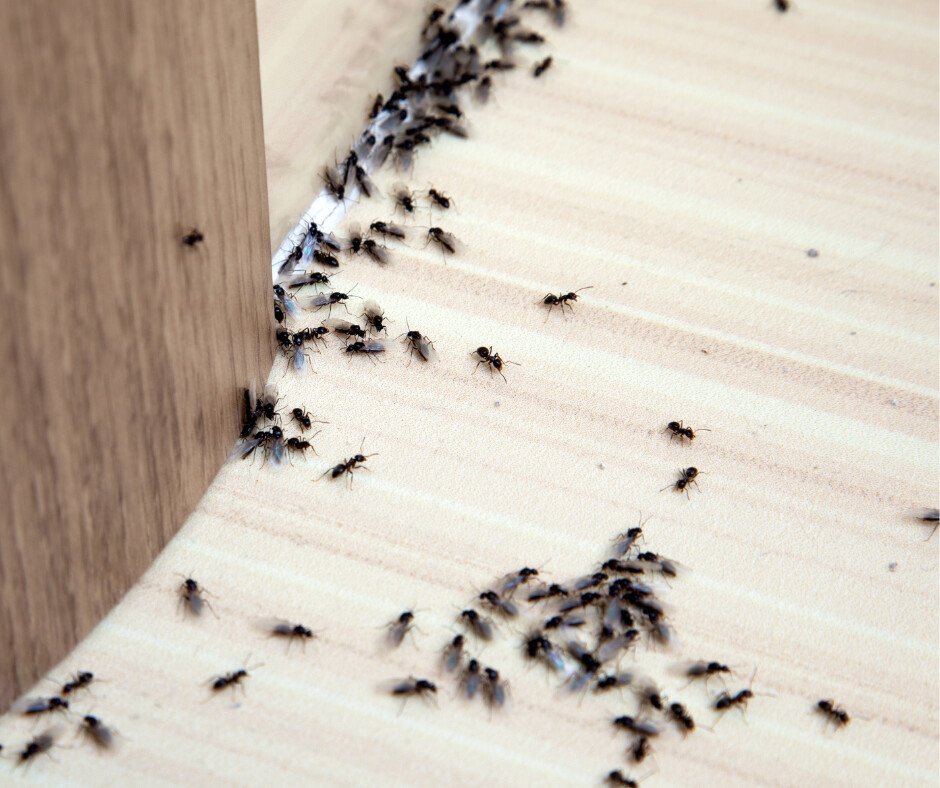 Get Rid of Ants Naturally