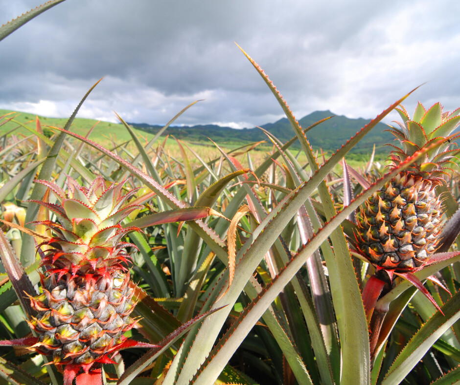 Powerful Pineapple