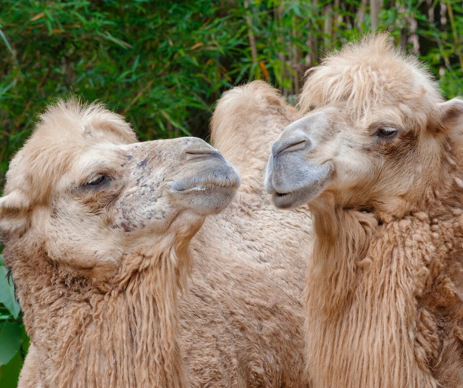 Little Know Facts About Camel Milk