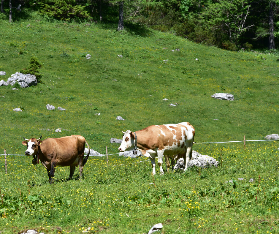 Grass Fed vs Conventional Beef