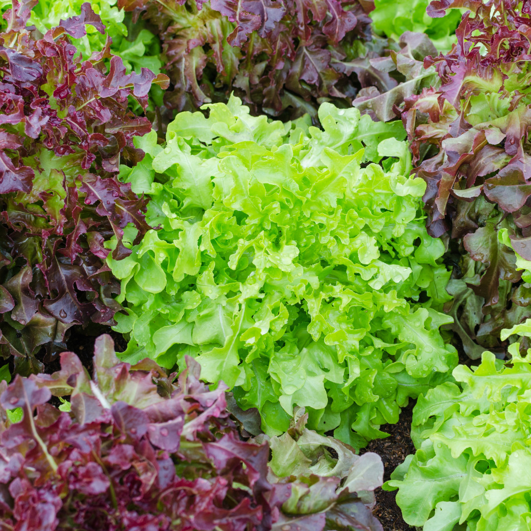 Surprising Lettuce Facts