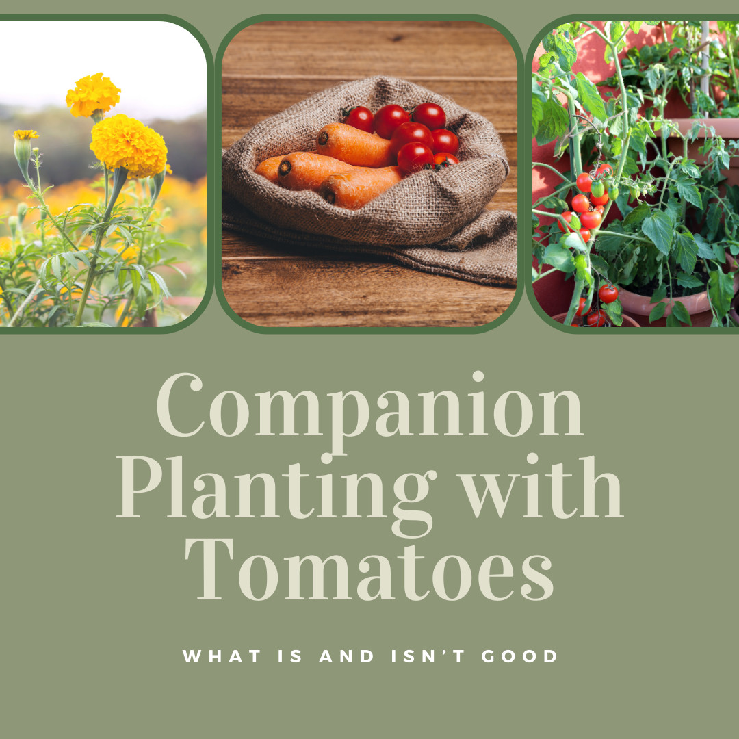 Companion Planting with Tomatoes