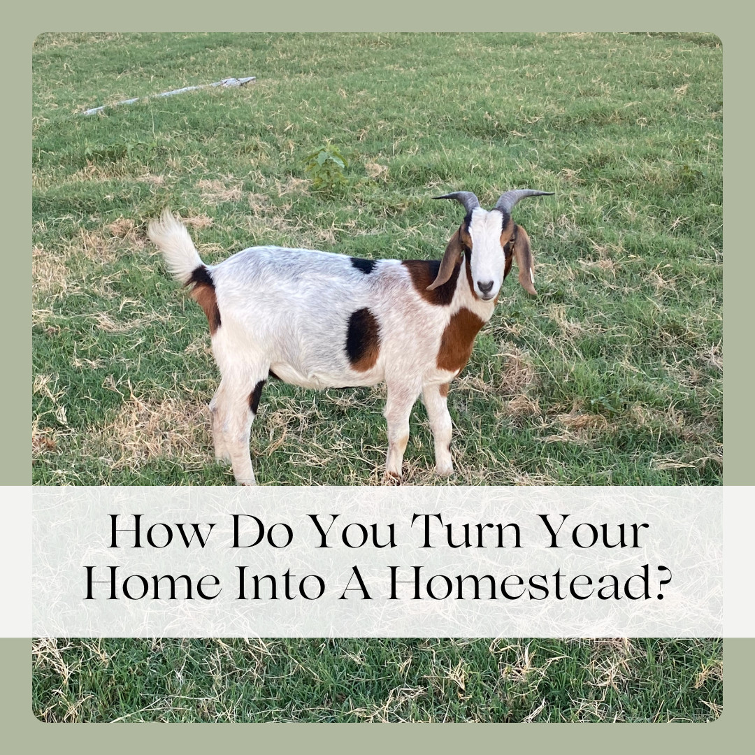 How Do You Turn Your Home Into A Homestead?