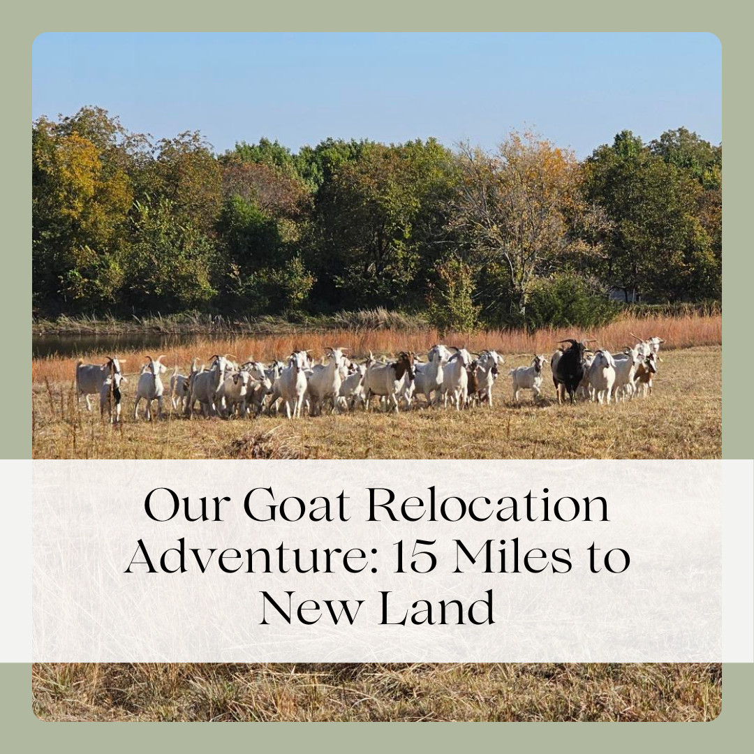 Our Goat Relocation Adventure: 15 Miles to New Land