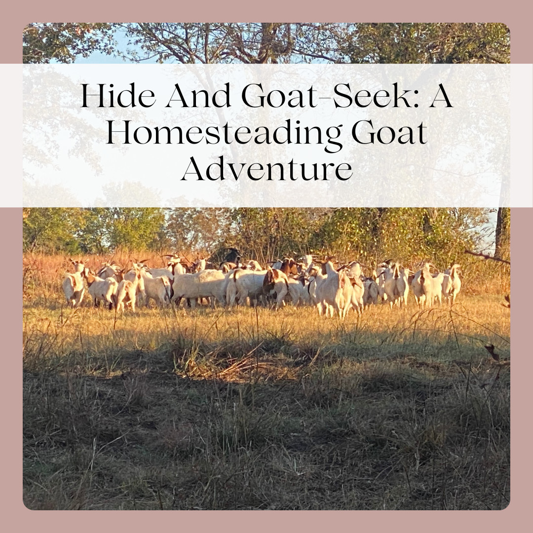 Hide And Goat-Seek: A Homesteading Goat Adventure