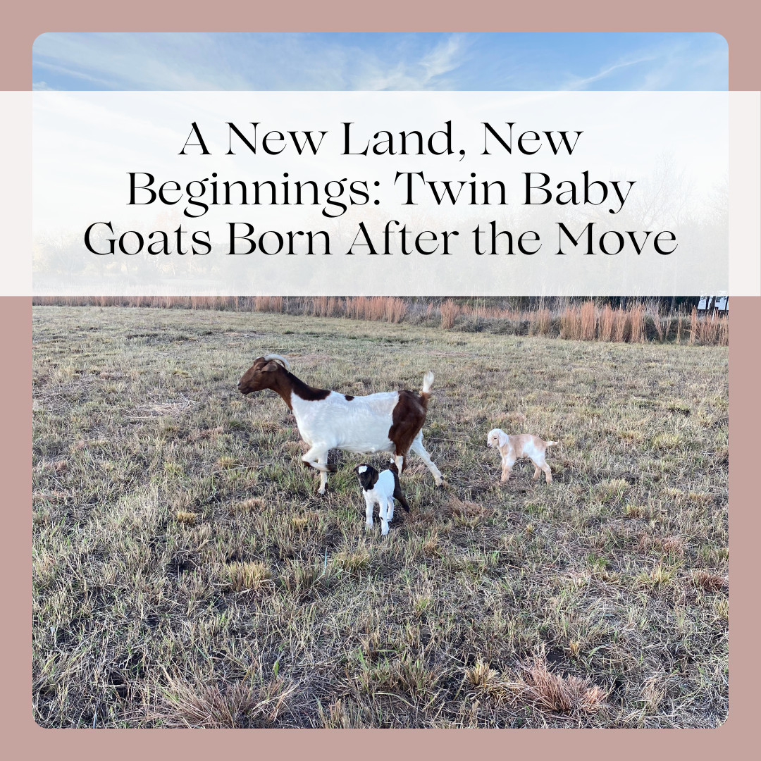 A New Land, New Beginnings: Twin Baby Goats Born After the Move