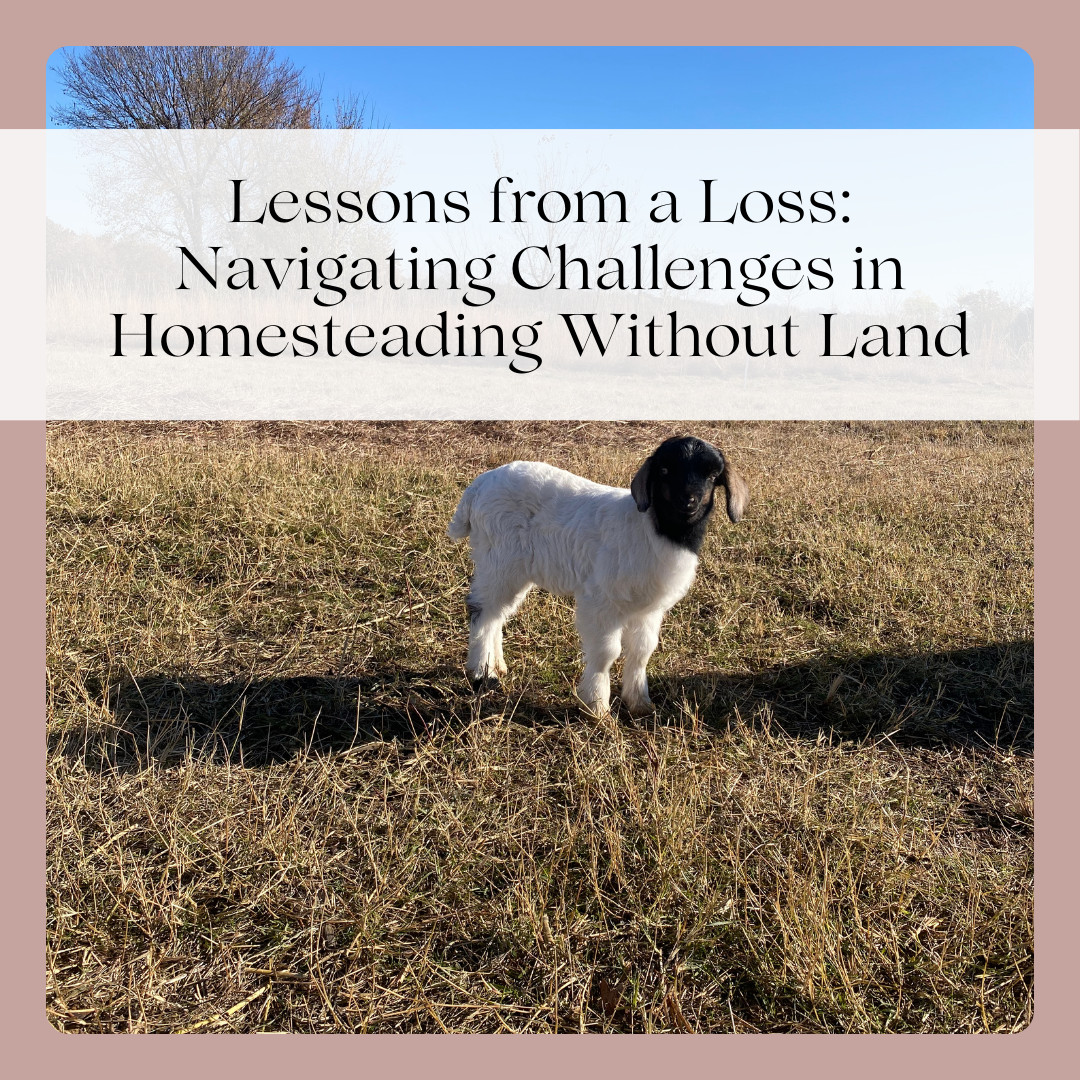 Lessons from a Loss: Navigating Challenges in Homesteading Without Land