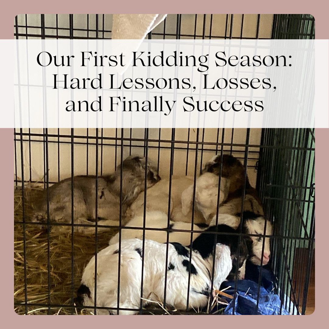 Our First Kidding Season: Hard Lessons, Losses, and Finally Success