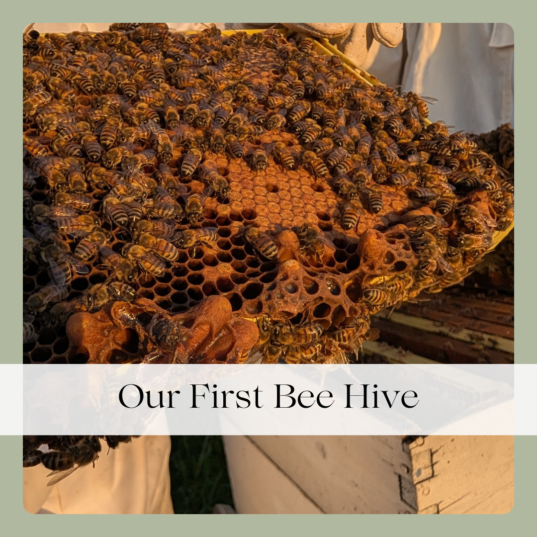 Our First Bee Hive