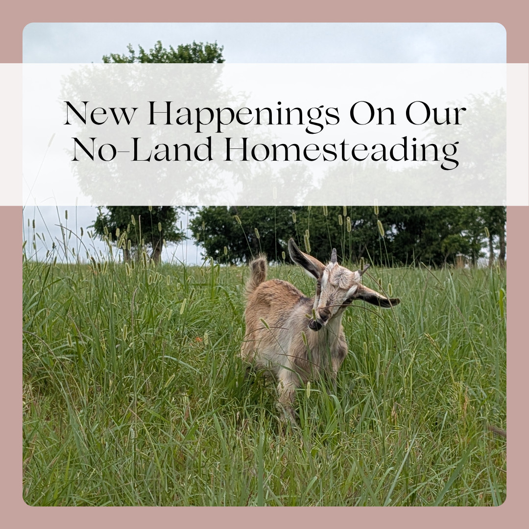 New Happenings On Our No-Land Homesteading