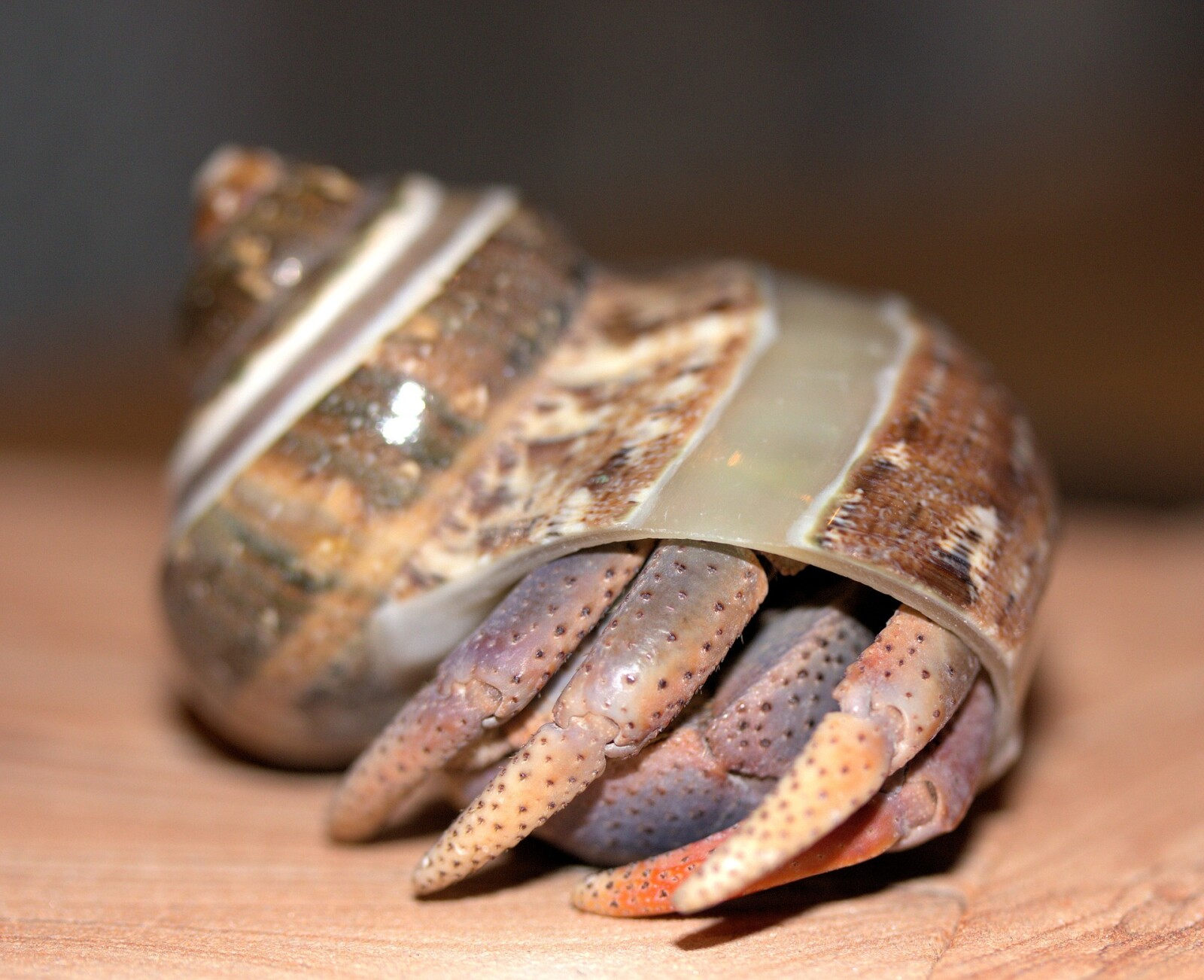 The Great Hermit Crab Escape, or How I Cleaned My Living Room 