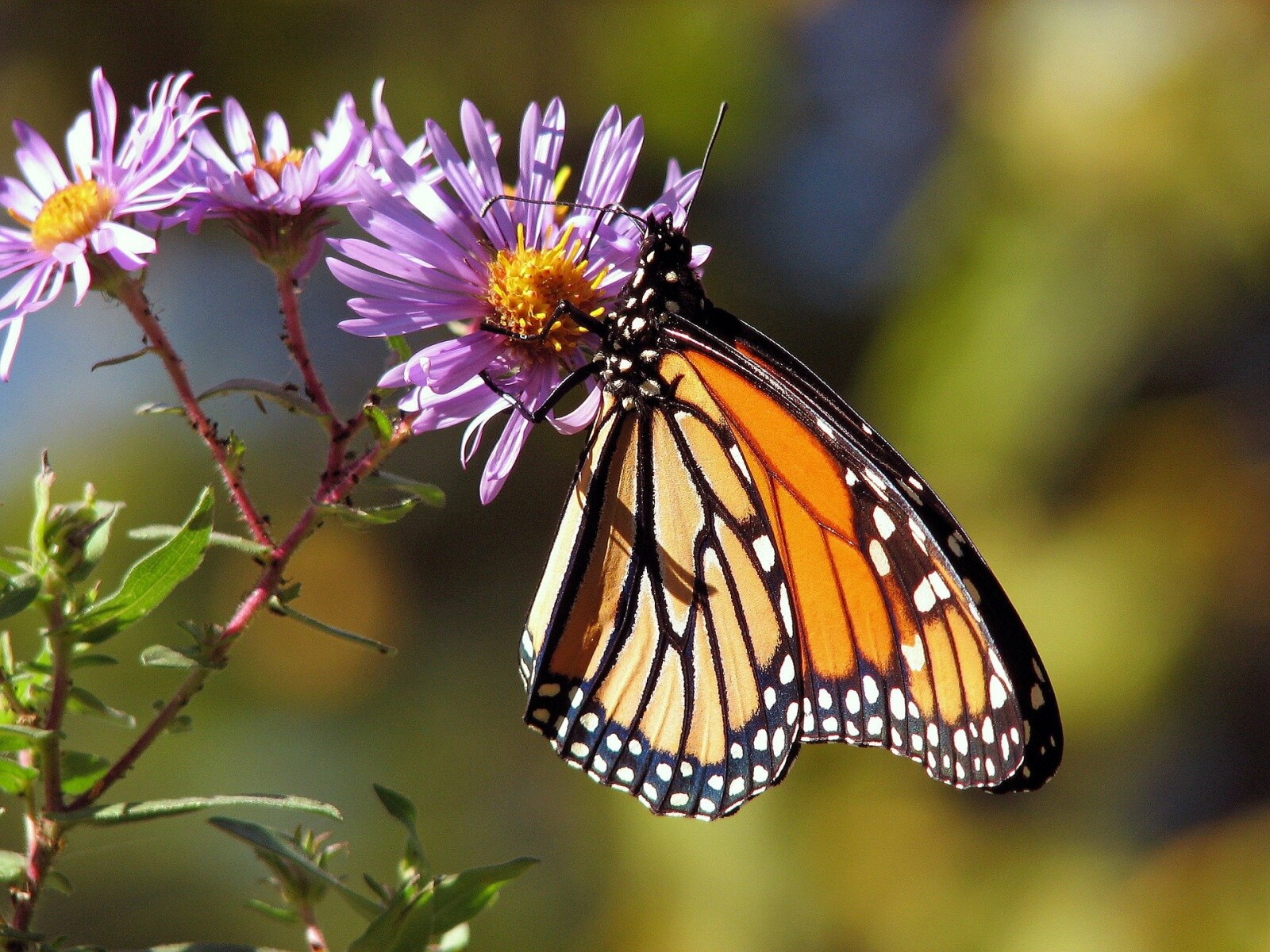 3 Tips for a Successful, Beautiful Butterfly Garden