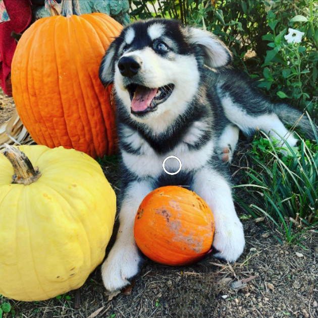 Is Pumpkin Good For My Pup?