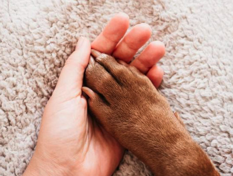Easy Paw Handling: Train Your Puppy for Stress-Free Nail Trimming