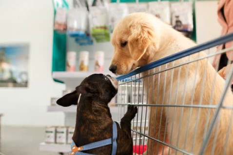 Importance of Socializing Your Puppy: Nurturing Your Pup's Confidence