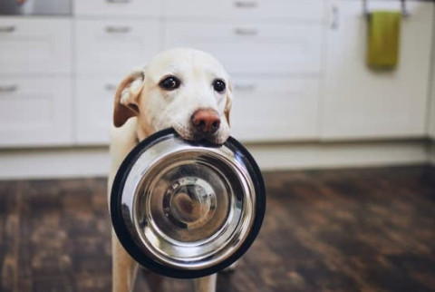 What are the 4 types of dog food?