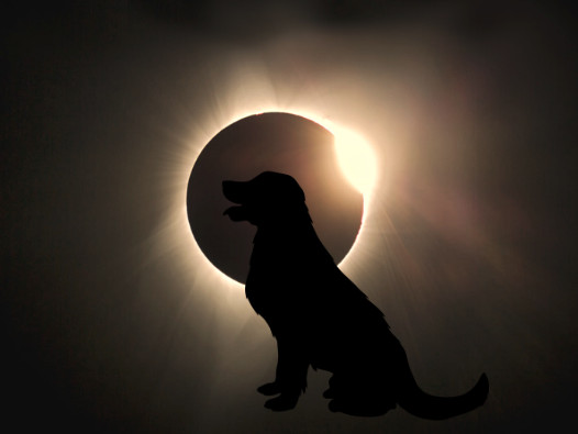 HOW TO KEEP YOUR DOG HAPPY AND SAFE DURING A SOLAR ECLIPSE