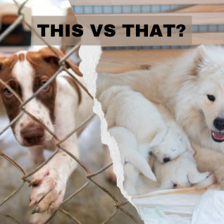 Adopting vs. Buying from a Breeder: Which is Right for You?