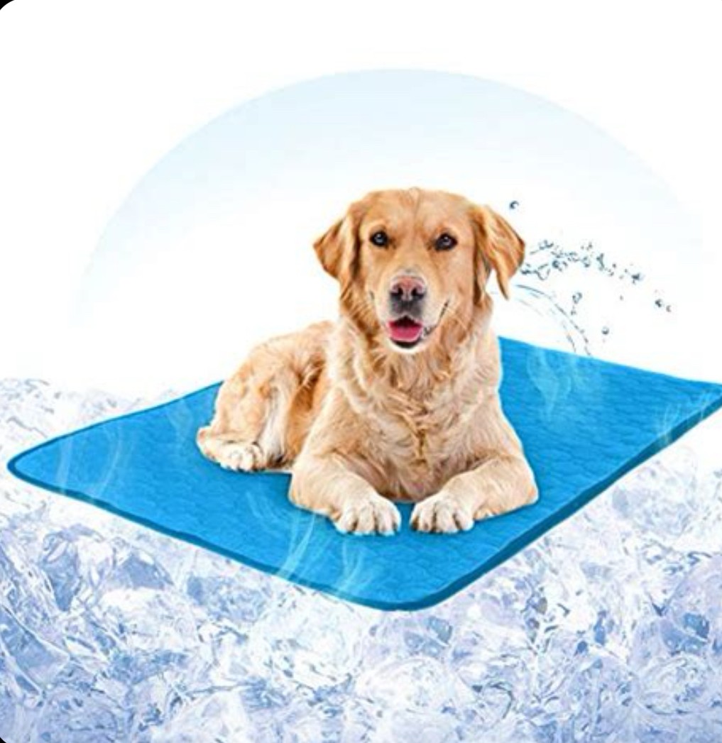 How to Keep Your Dog Cool During a Heatwave—Even Without Power