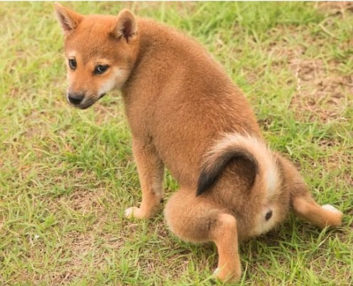 The #1 Mistake in Potty Training a Puppy
