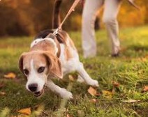 How to Stop Your Dog from Pulling on the Leash Without Playing Tug of War