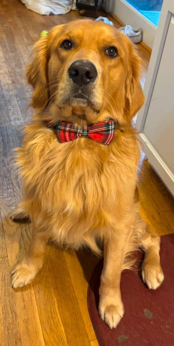 Can My Dog Eat Thanksgiving Food? What’s Safe & What’s Not