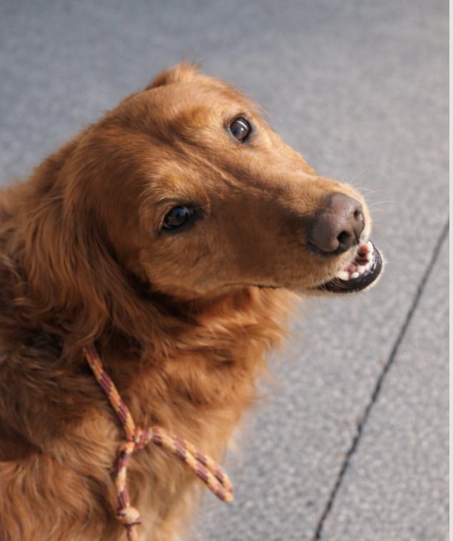 5 Subtle Signs Your Dog Is Bonding With You (Most People Miss #3)