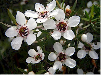 Discover the Magic of Manuka Essential Oil: The Multi-Purpose Oil Used by the Maoris