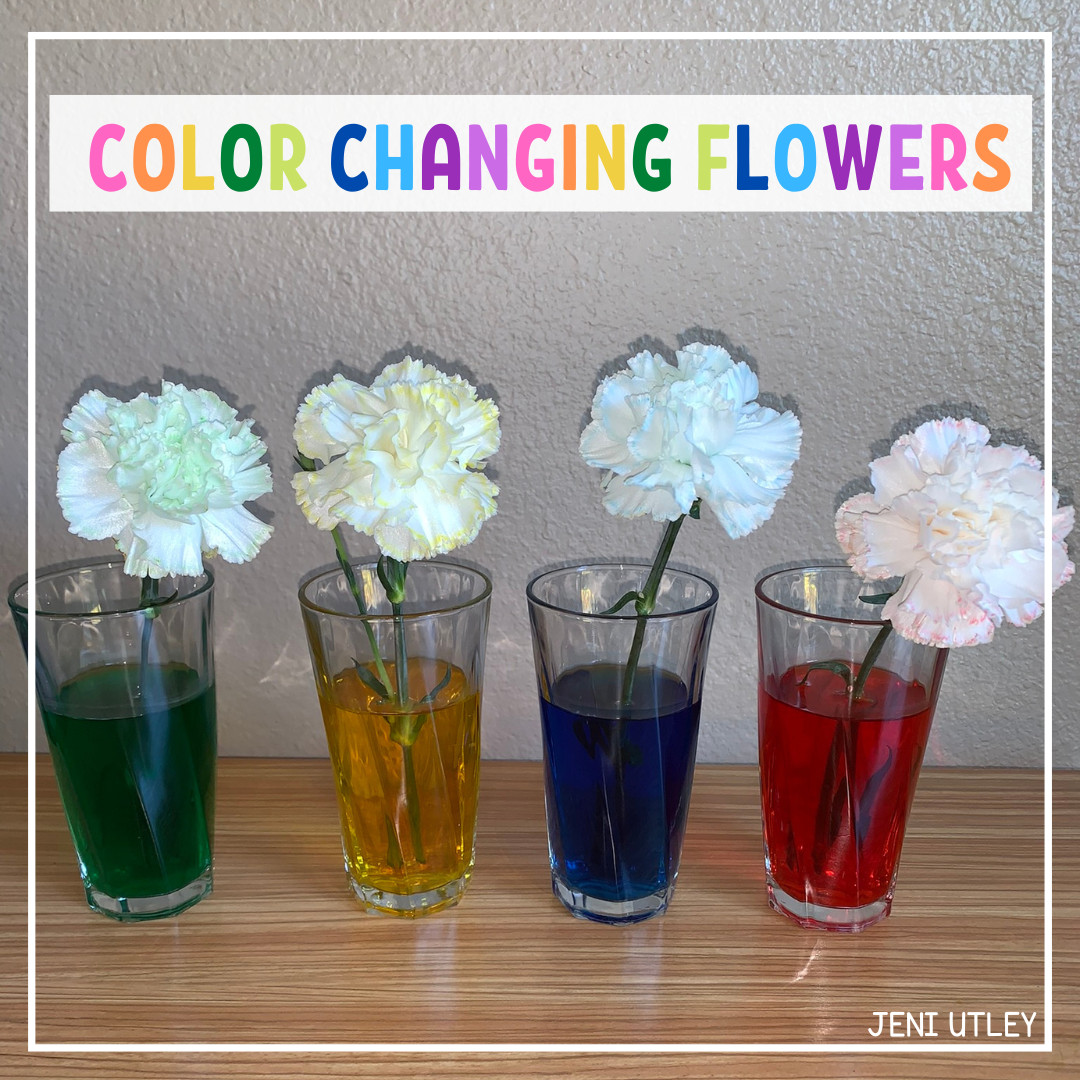 COLOR CHANGING FLOWER ACTIVITY FOR PRESCHOOLERS