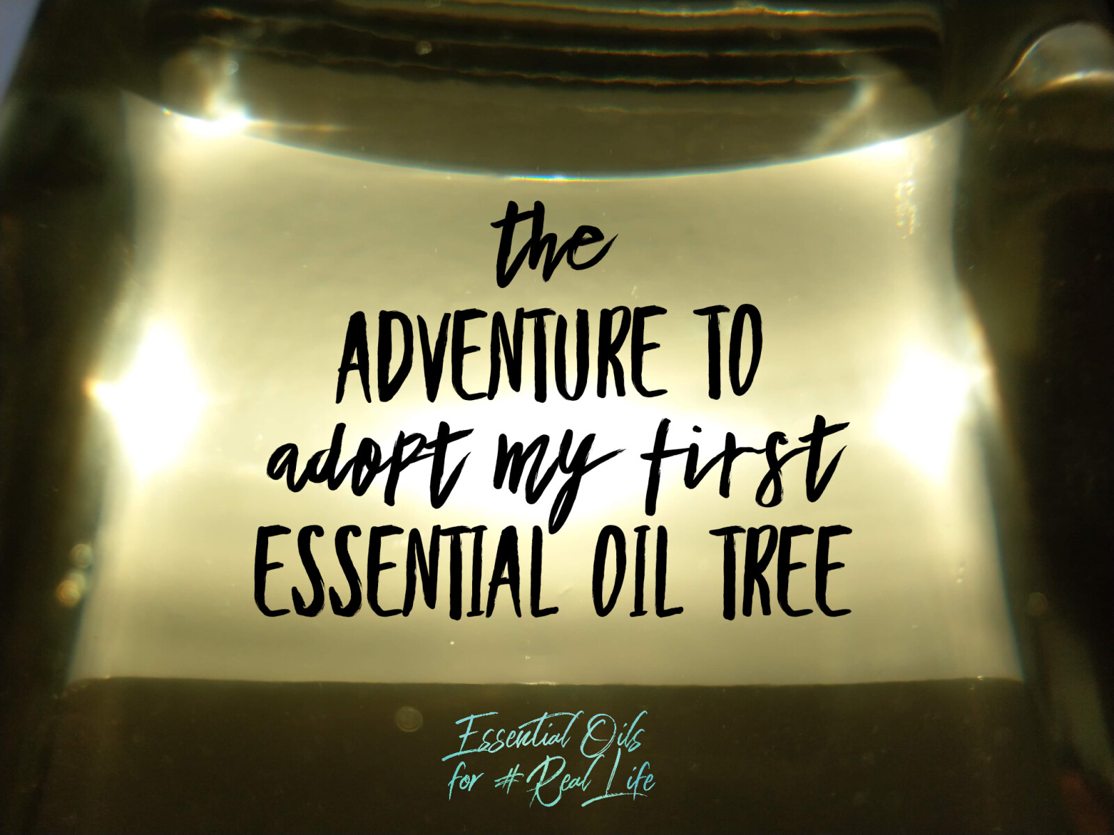 The Adventure to Adopt my First Essential Oil Tree